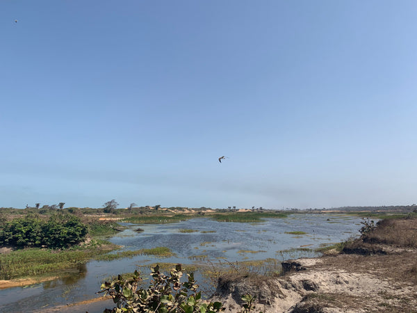 Gunjur's sand mines have been transformed into a natural habitat for many birds