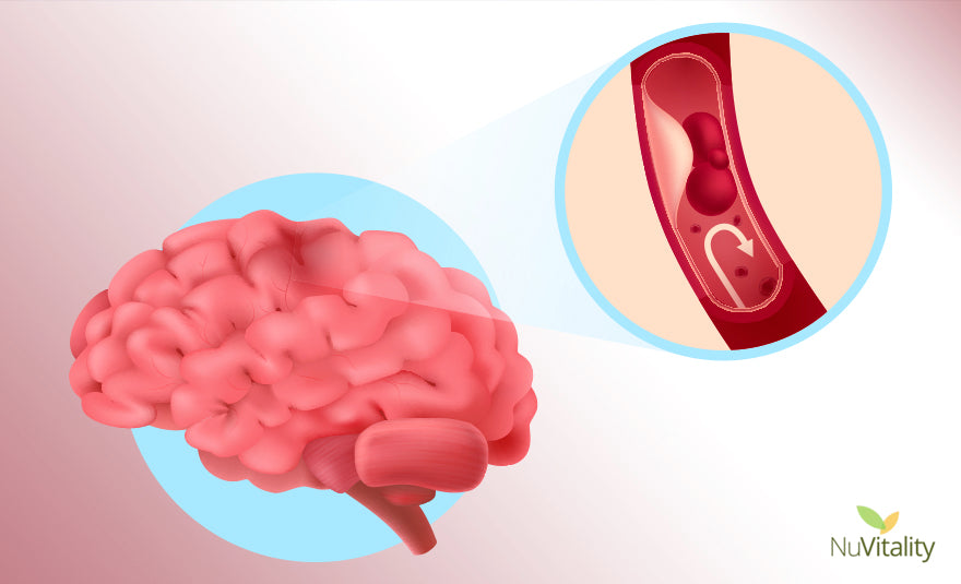 Blood Brain Barrier