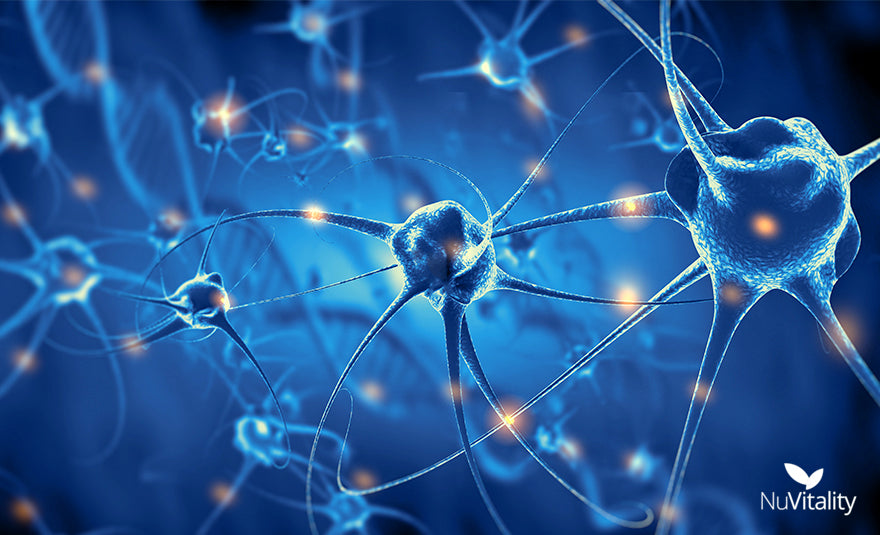 Brain Neuron Connections