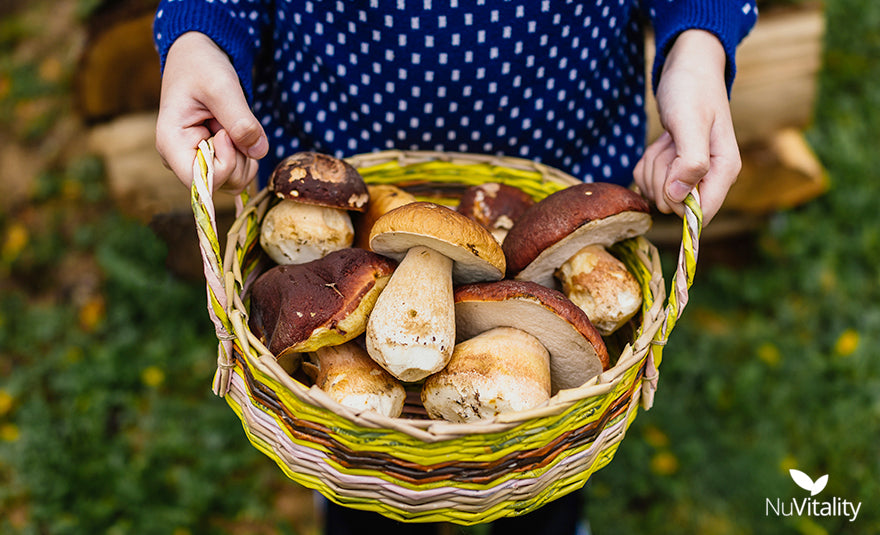 Carrying Organic Mushrooms