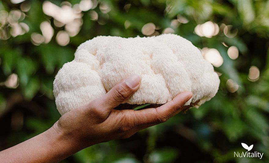 Holding Lions Mane