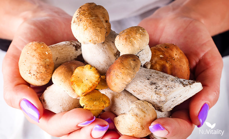 Holding Organic Mushrooms