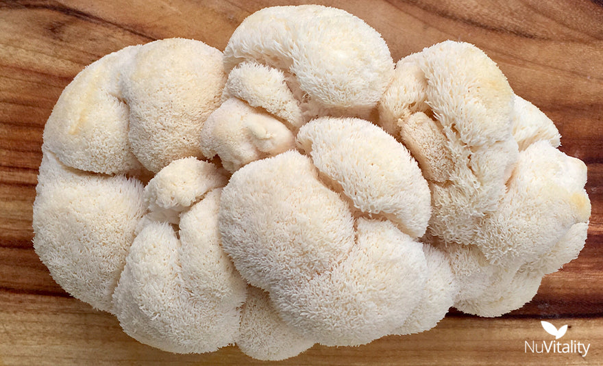 Lion's Mane Mushroom