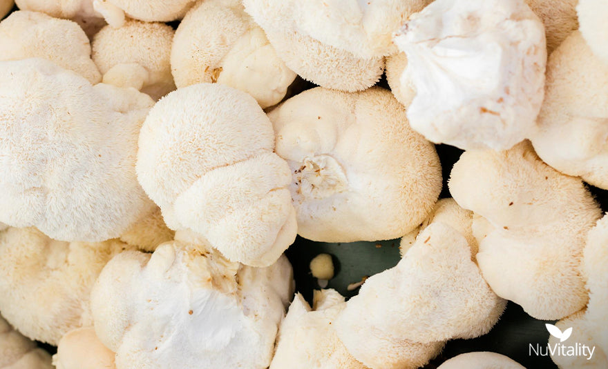 Lions Mane Mushroom