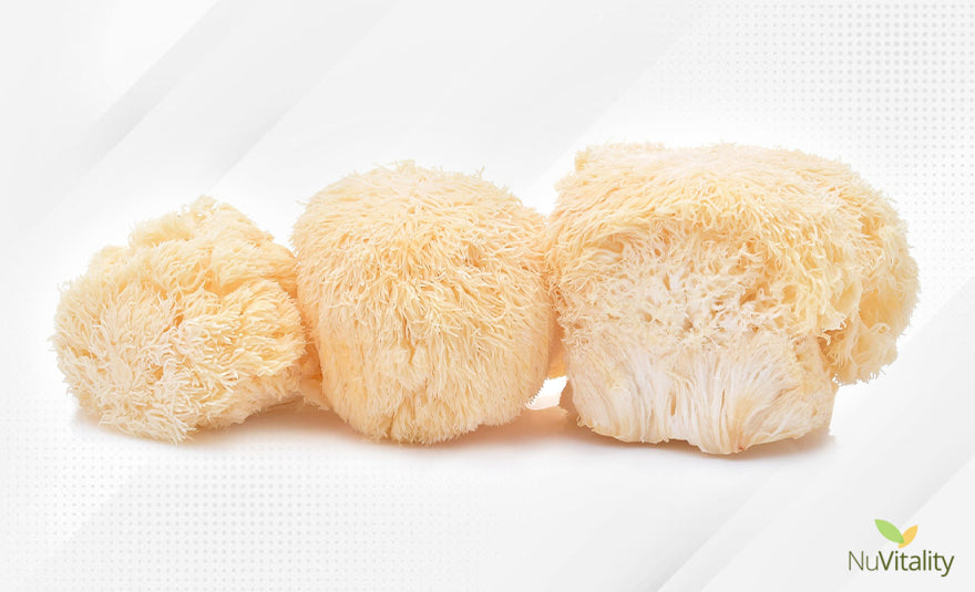 Lion's Mane Mushroom