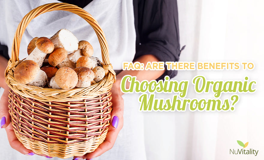 Organic Mushroom Benefits