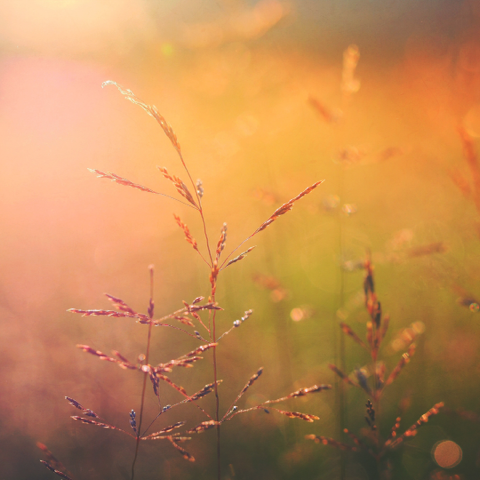 Sunrise with Flowers 