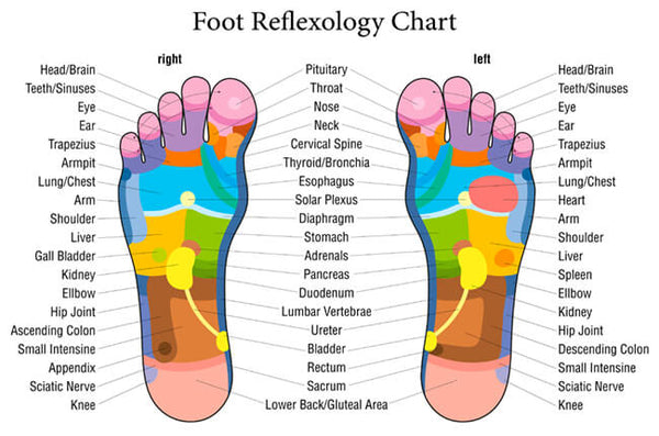 Reflexology map of the feet