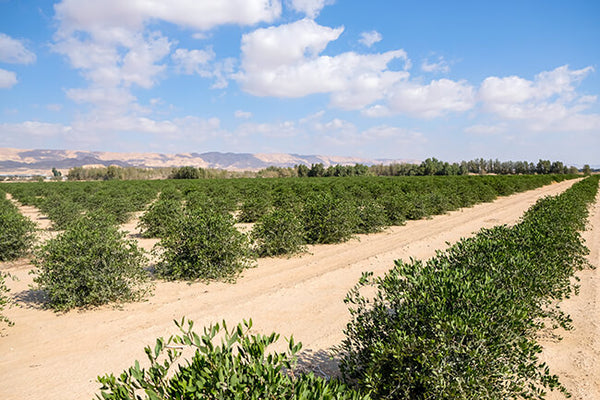 Jojoba farm in southwestern United States