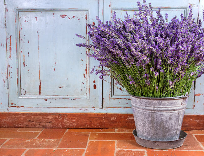 fresh lavender in a metal Pail on a clay tiled floor