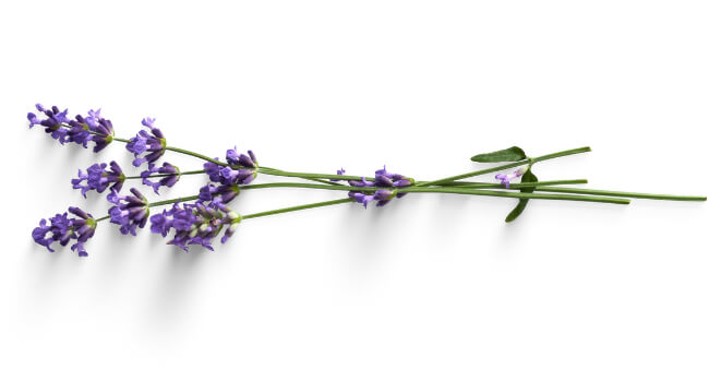 Well known lavender varieties