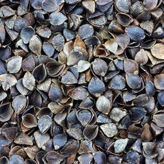 Buckwheat Hulls