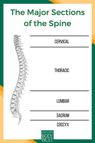 spine diagram of a healthy spine