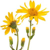 How to use arnica essential oil