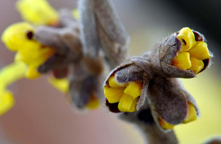 Close up of Blossom Detail