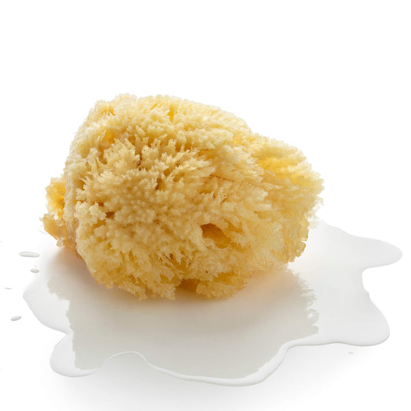 Wool Bath Sea Sponge – BROOK FARM GENERAL STORE