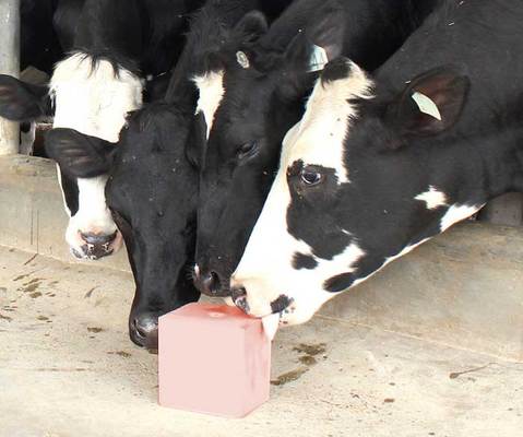 Salt Lick For Cows - Pink Salt Wall
