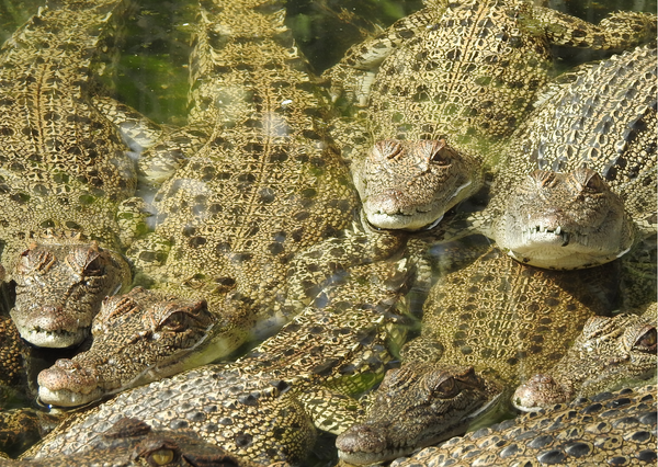 saltwater crocodiles