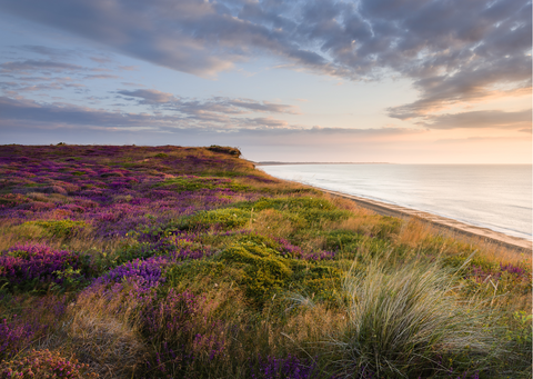 Dunwich heath