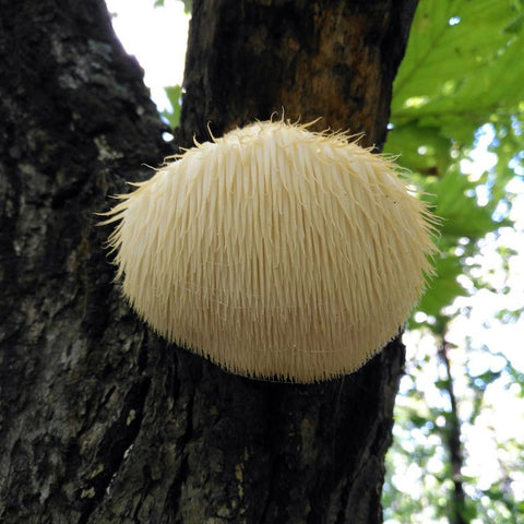 Wild grow lion's mane