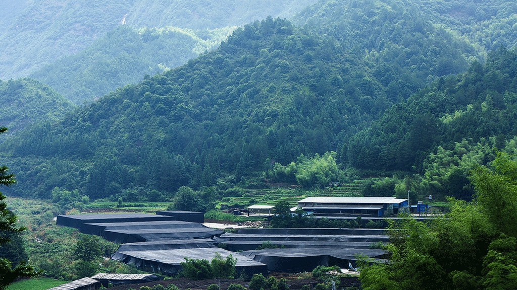 shiitake farm