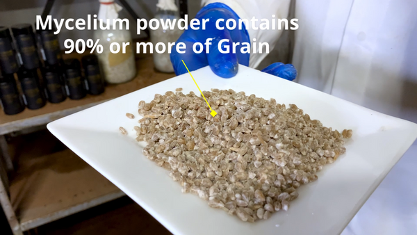 mycelium powder