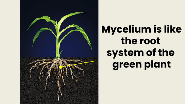 mycelium root system