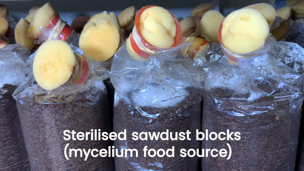 Sterilised sawdust blocks