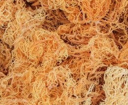 Gold Sea Moss Color