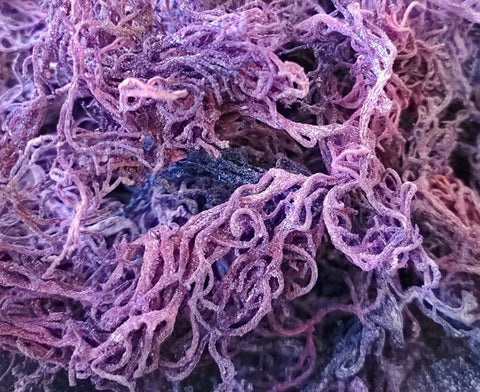 Purple Sea Moss Color