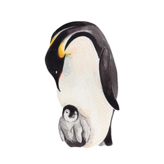 Watercolour painting of Mum and baby Emperor Penguins on white background