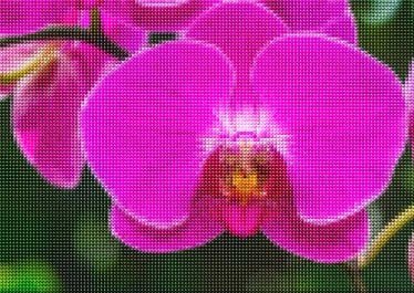 Diamond Painting Bild Orchidee Fortgeschrittene