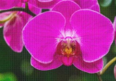 Diamond Painting Bild Orchidee für Profis