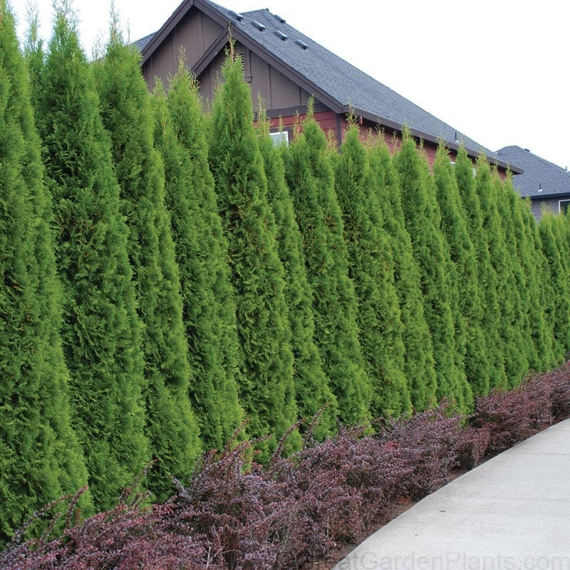 Emerald Green Arborvitae Thuja occidentalis 'Smaragd' – Fanelli's