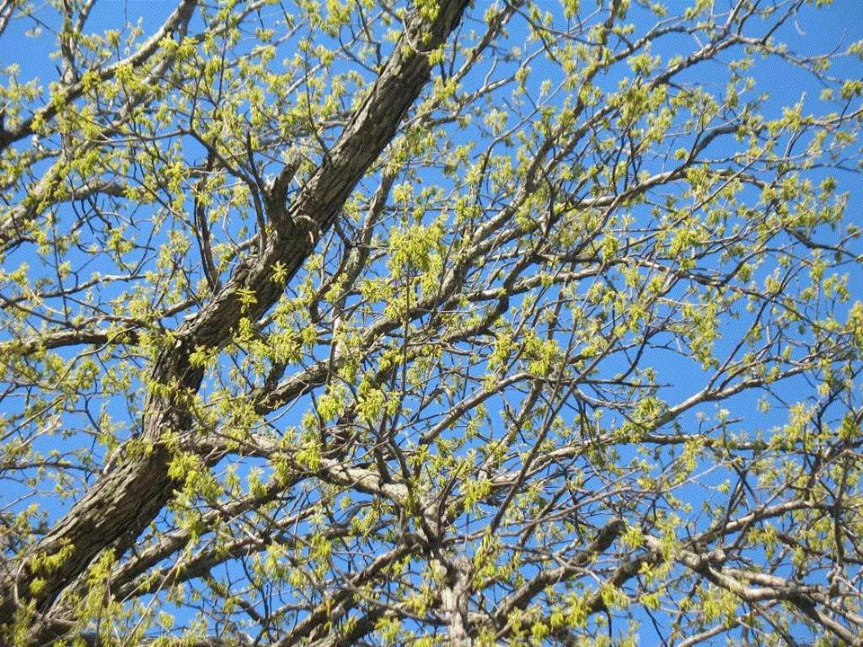 quercus bicolor twig