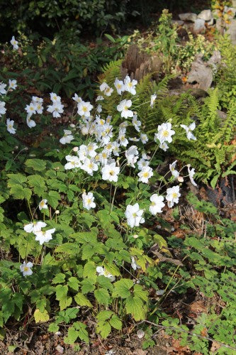 Anemone hybrida 'Honorine Jobert' – Bean Place Nursery