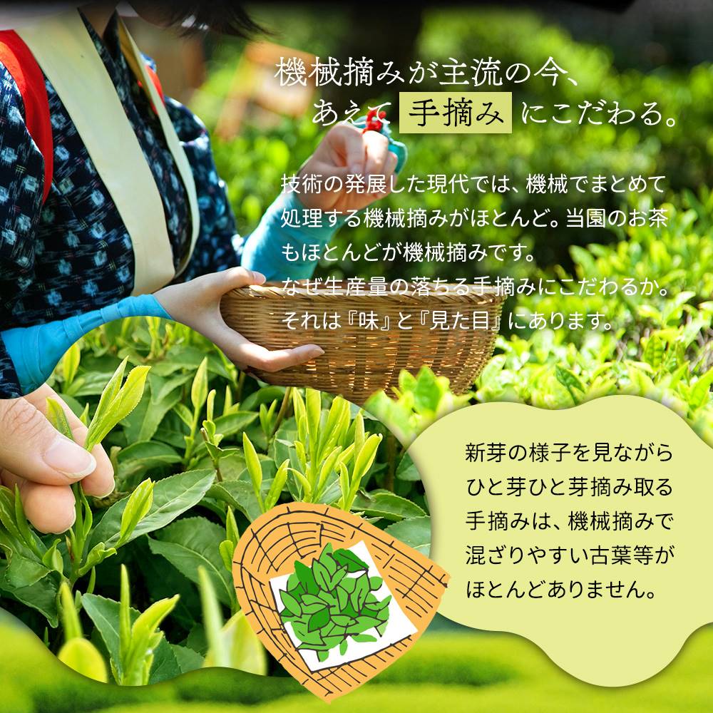 手摘み茶 深蒸し煎茶 100g みずたま農園製茶場 静岡県牧之原茶