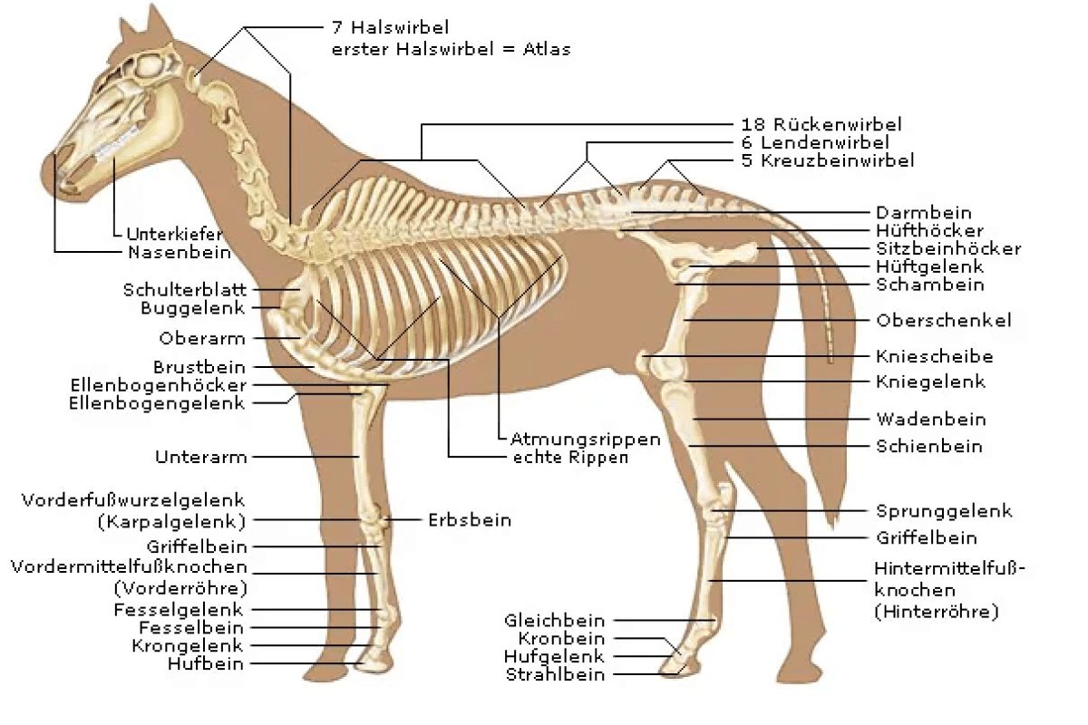 Anatomie des Pferdes: Pferdeskelett und -knochenbau