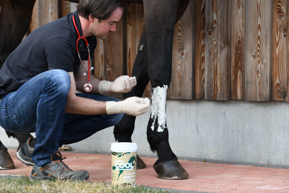 Tierarzt Georg Racic behandelt Einschuss beim Pferd mit PegaNatur COOL - essigsaure Tonerde - PegaNatur