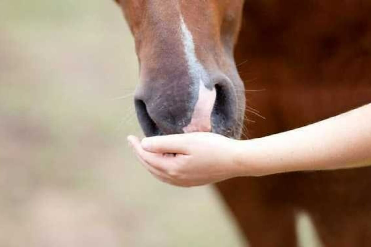 Pferd aus Hand füttern