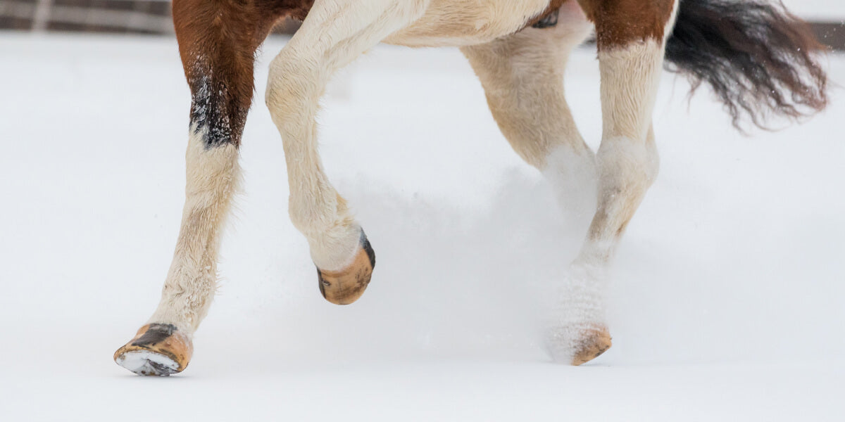 Pferd mit Barhuf im Winter im Schnee