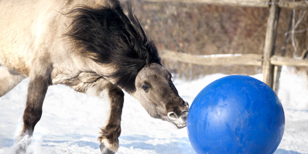 Pferd spielt mit einem Ball im Schnee