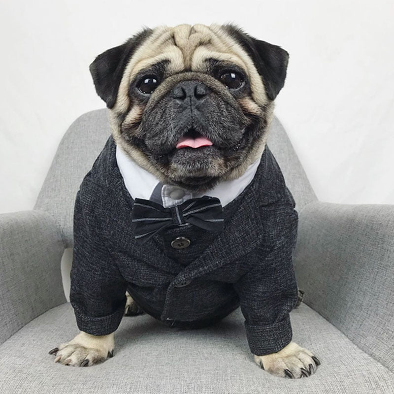 dog dressed like winston churchill