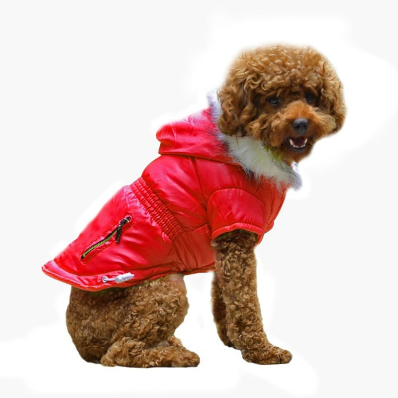 Dolce Luxury Dog Jacket With Hood