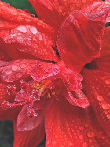 Hibiscus flower, skincare ingredient