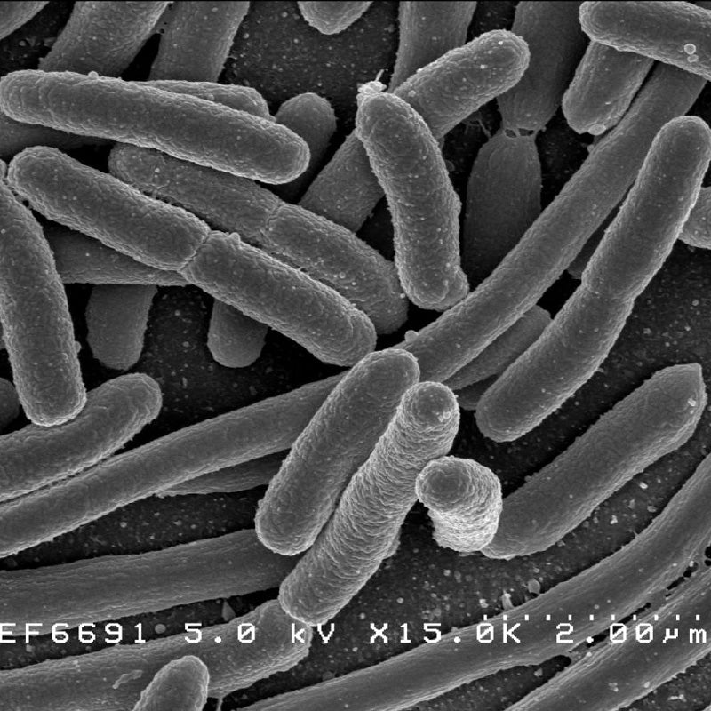 e-coli bakterien