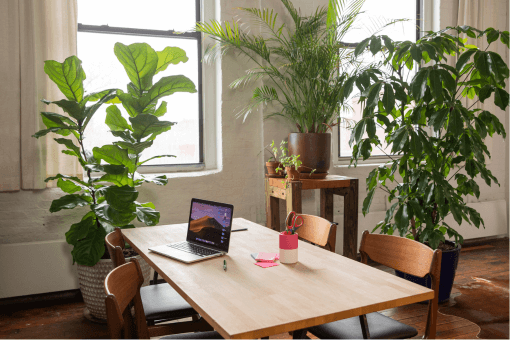 Plantes au bureau
