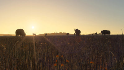 Addon 21