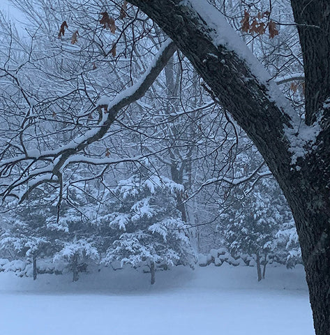 Snow on trees in Massachusetts