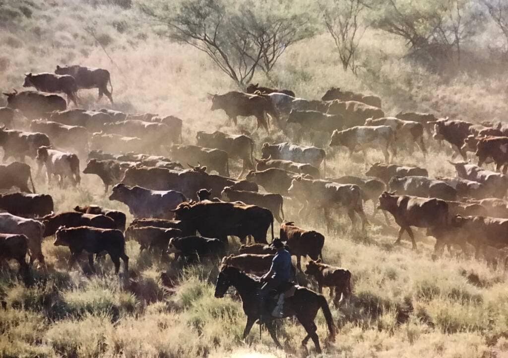 Cattle mustering on Wyloo